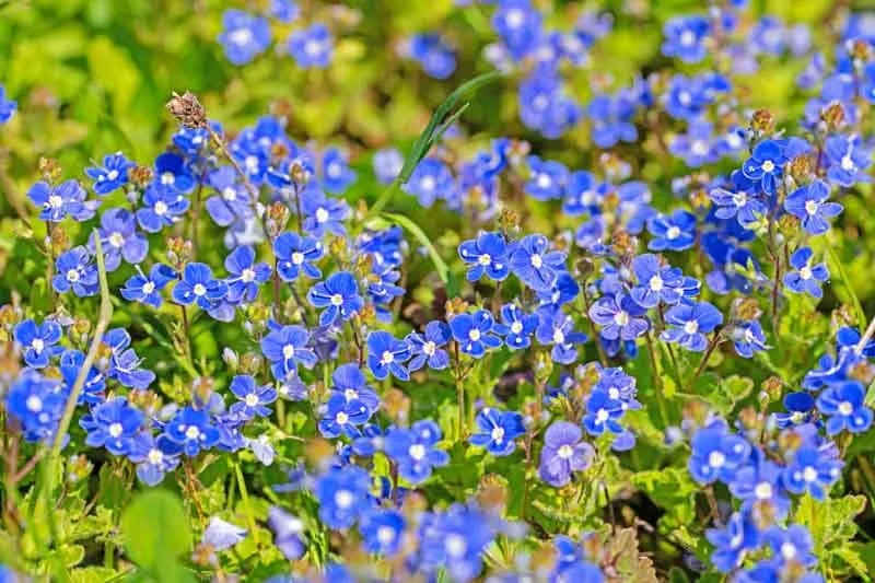 Q044 Veronica Umbrosa Georgia Blue - View 1 from www redcrocus com