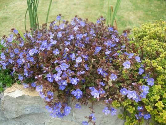 Q044 Veronica Umbrosa Georgia Blue - View 20 from www redcrocus com