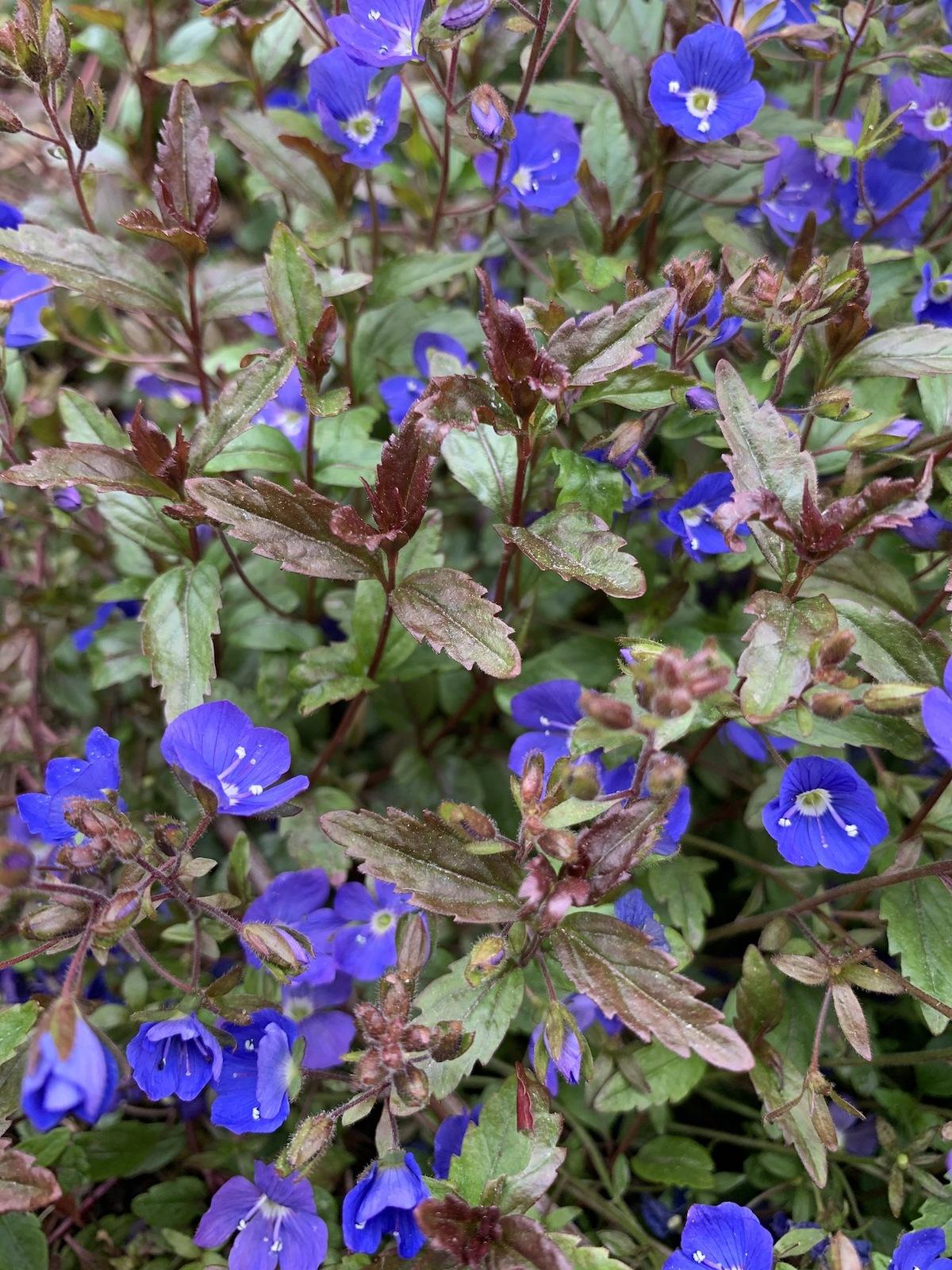 Q044 Veronica Umbrosa Georgia Blue - View 2 from www redcrocus com