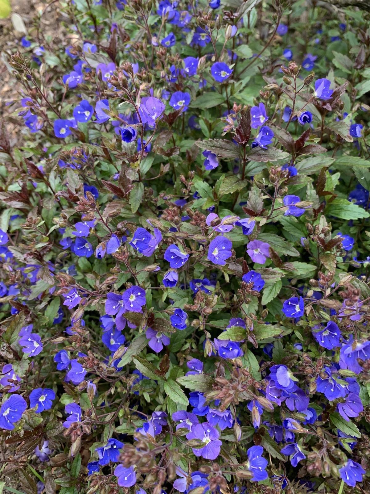 Q044 Veronica Umbrosa Georgia Blue - View 3 from www redcrocus com