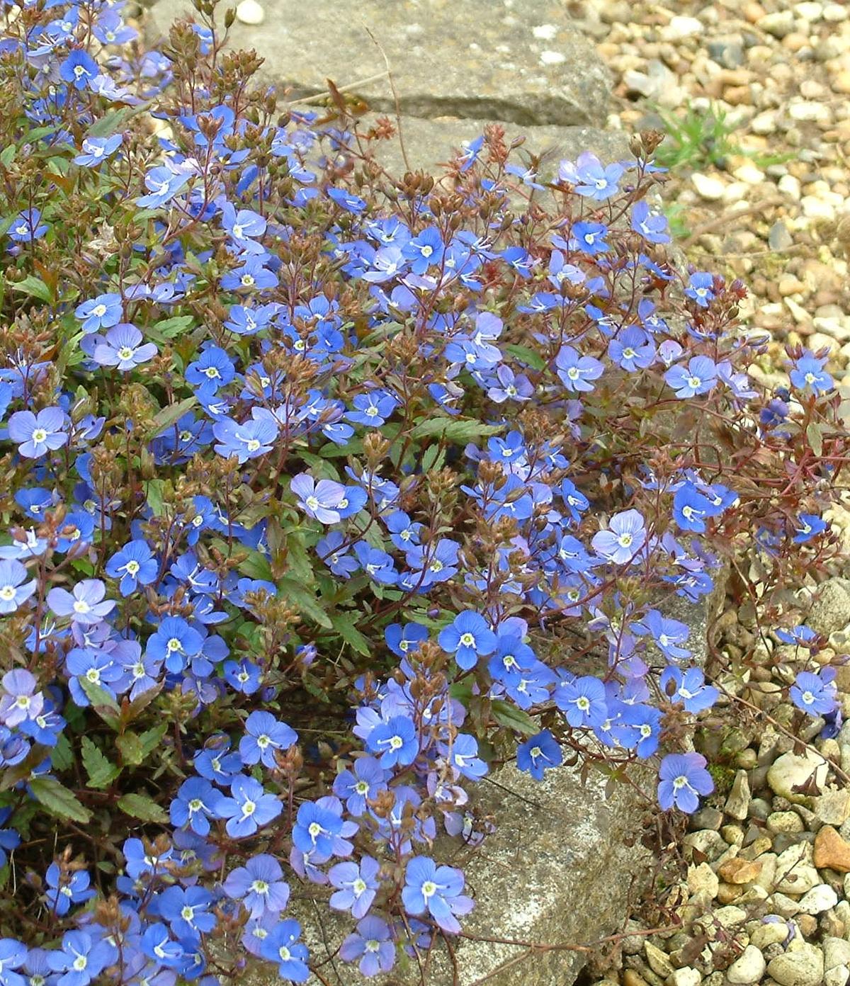 Q044 Veronica Umbrosa Georgia Blue - View 4 from www redcrocus com