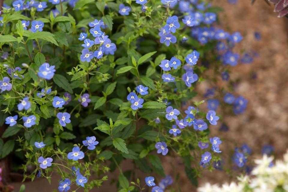 Q044 Veronica Umbrosa Georgia Blue - View 5 from www redcrocus com