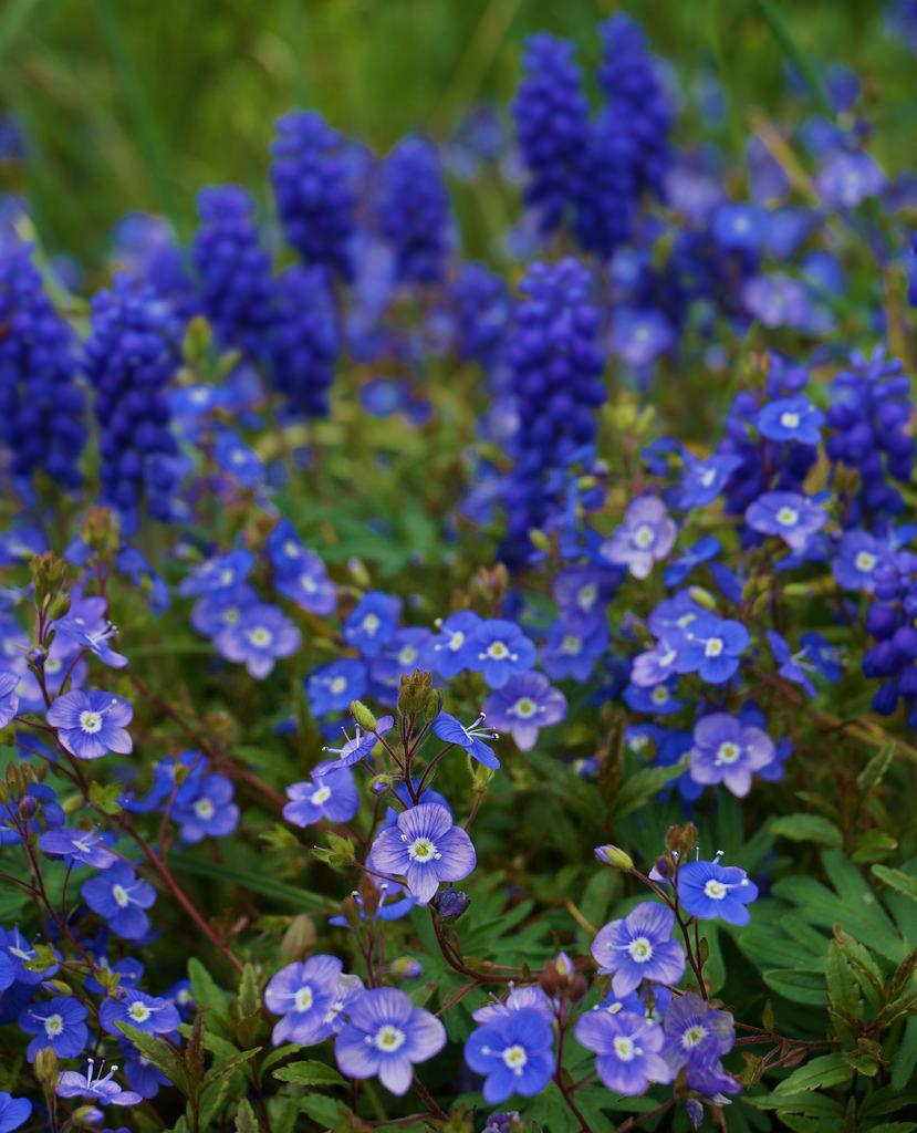 Q044 Veronica Umbrosa Georgia Blue - View 6 from www redcrocus com