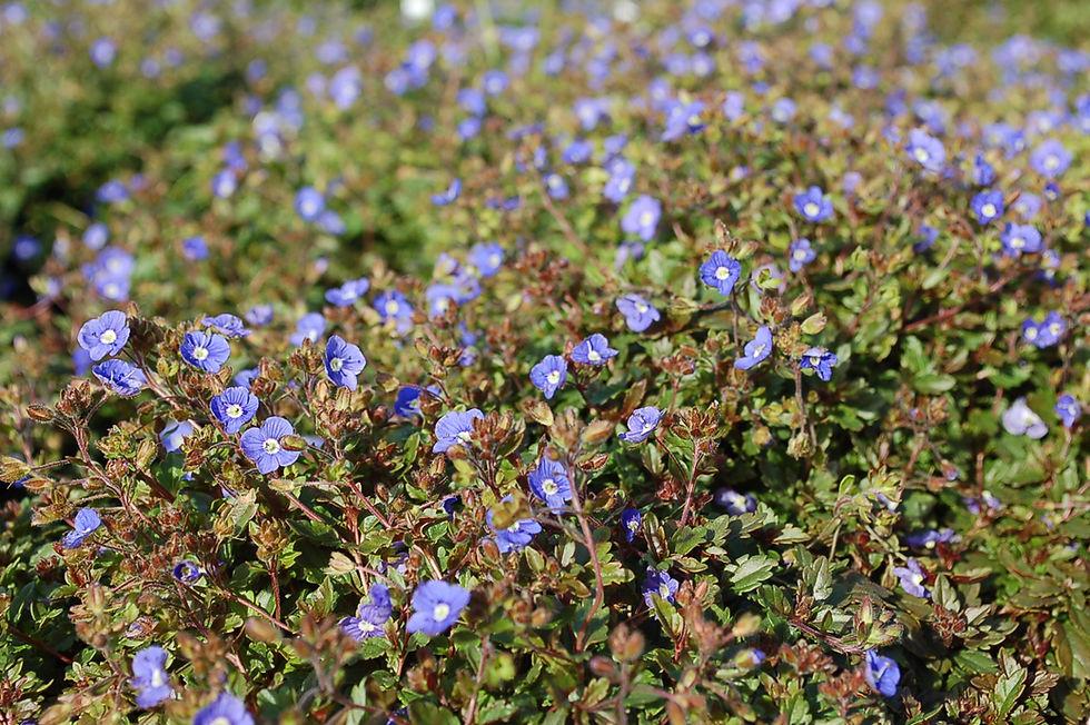 Q044 Veronica Umbrosa Georgia Blue - View 7 from www redcrocus com