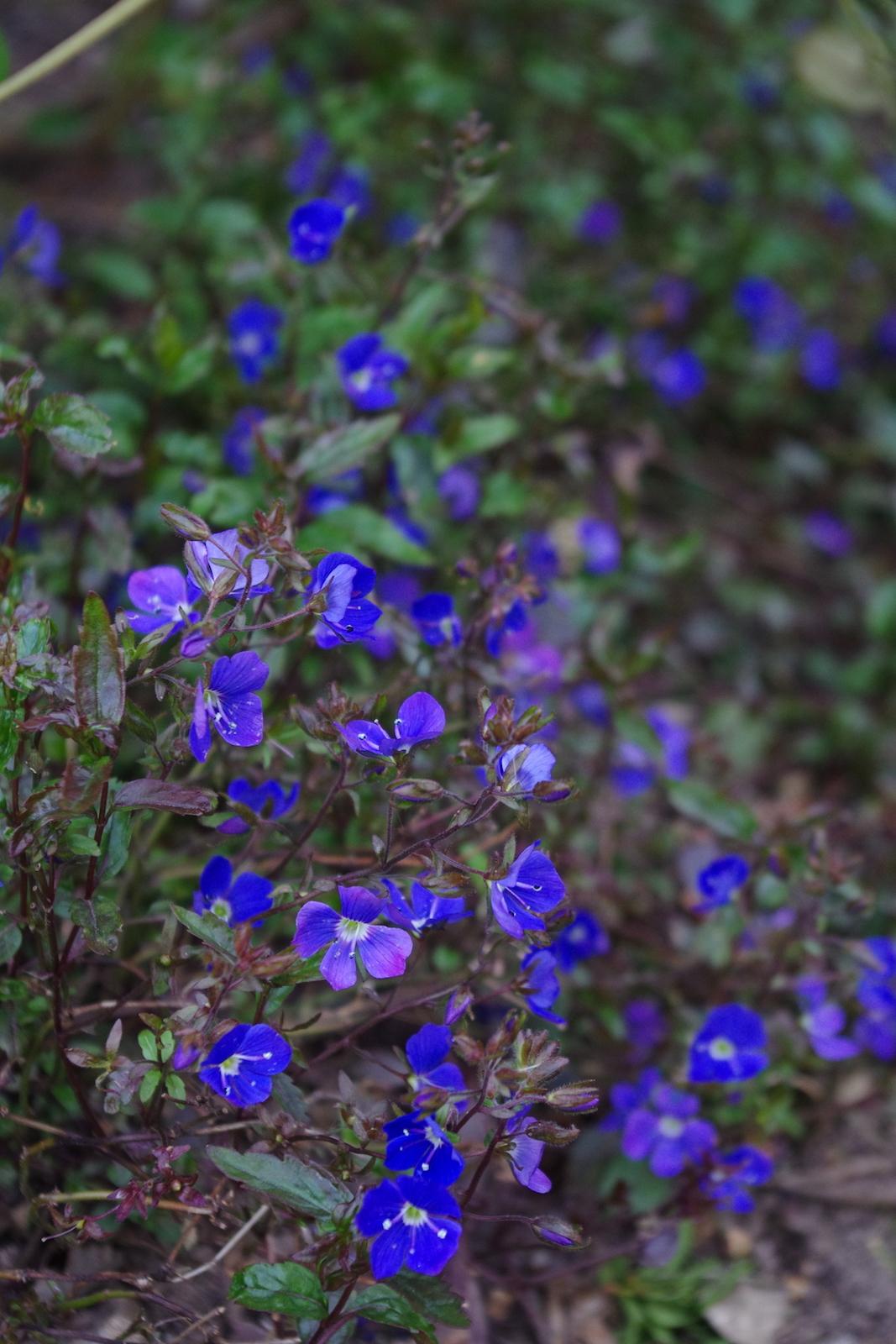 Q044 Veronica Umbrosa Georgia Blue - View 9 from www redcrocus com