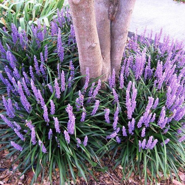 Q210 Liriope Muscari 'royal Purple' - View 11 from www redcrocus com