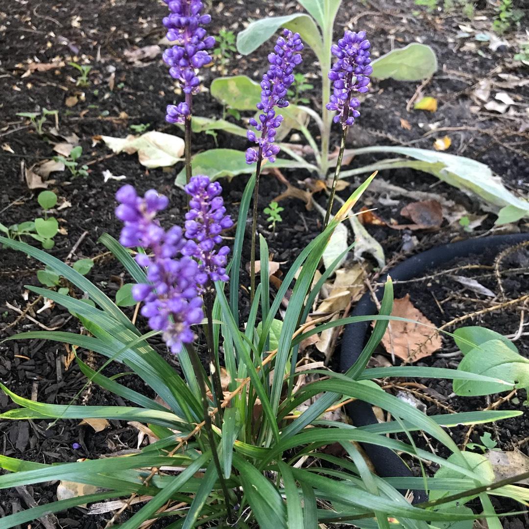 Q210 Liriope Muscari 'royal Purple' - View 12 from www redcrocus com