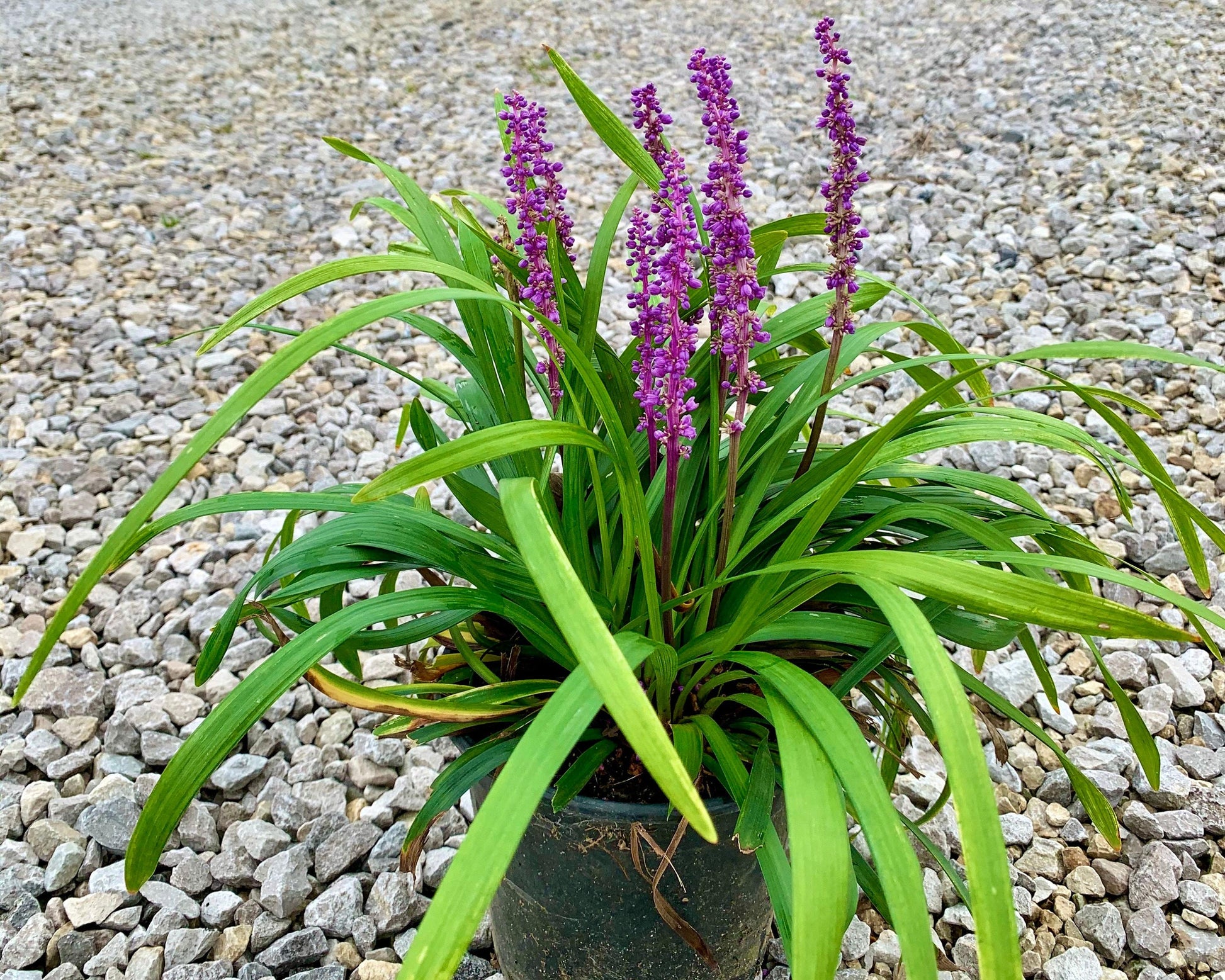 Q210 Liriope Muscari 'royal Purple' - View 13 from www redcrocus com