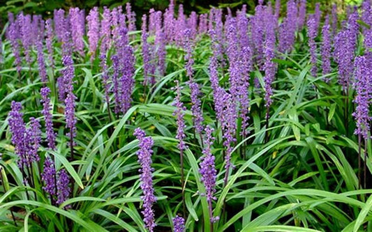 Q210 Liriope Muscari 'royal Purple' - View 1 from www redcrocus com