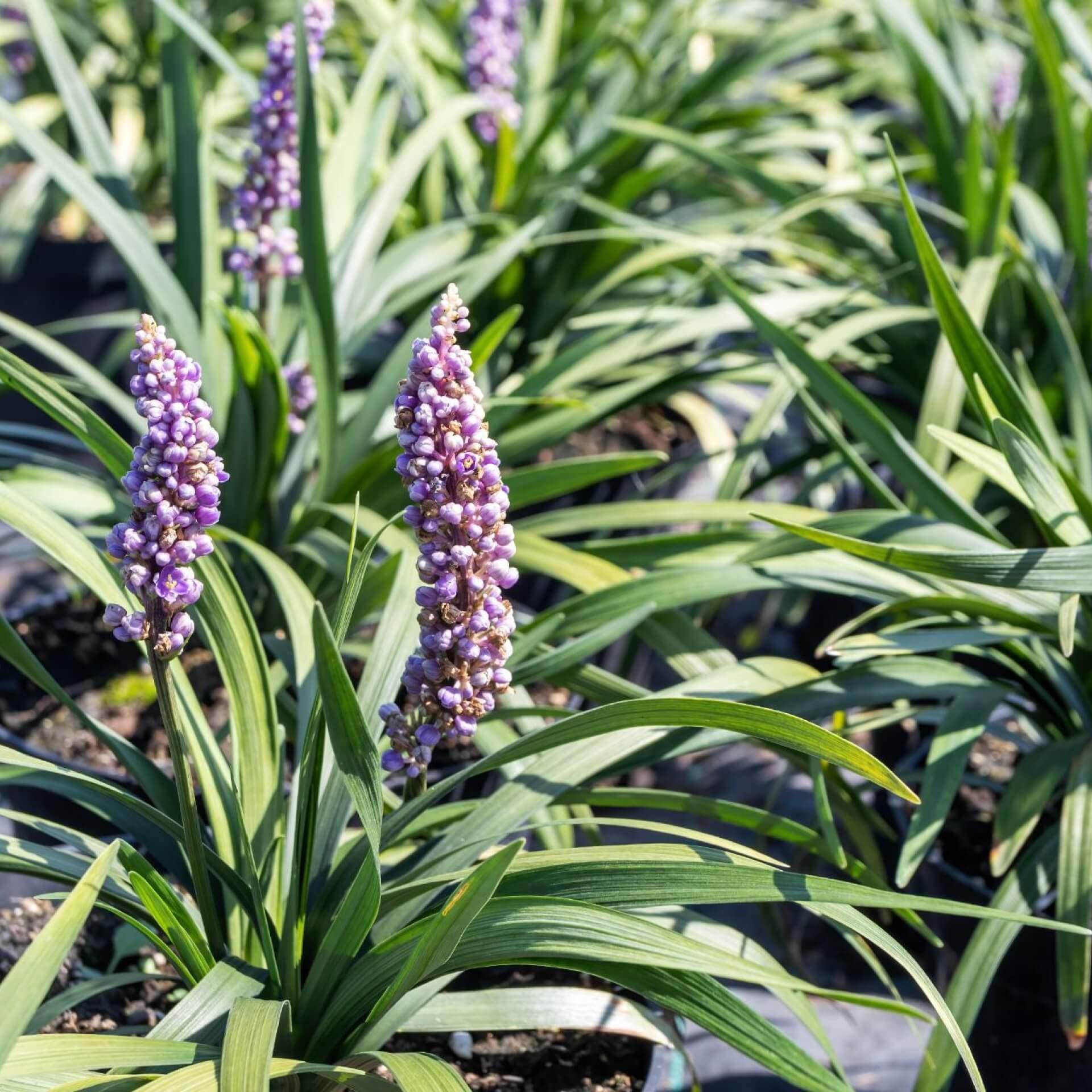 Q210 Liriope Muscari 'royal Purple' - View 21 from www redcrocus com