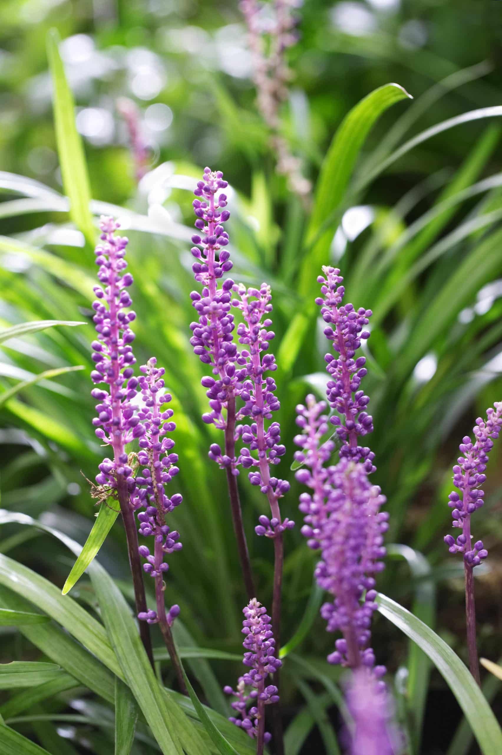 Q210 Liriope Muscari 'royal Purple' - View 3 from www redcrocus com