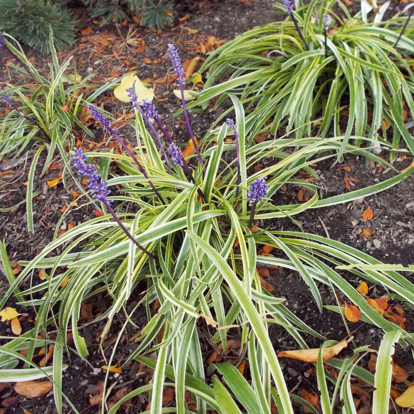 Q211 Liriope Muscari Silvery Sunproof - View 11 from www redcrocus com