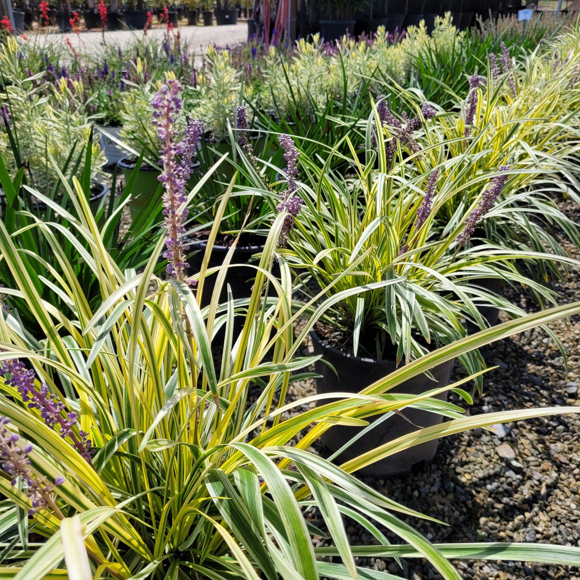 Q211 Liriope Muscari Silvery Sunproof - View 14 from www redcrocus com