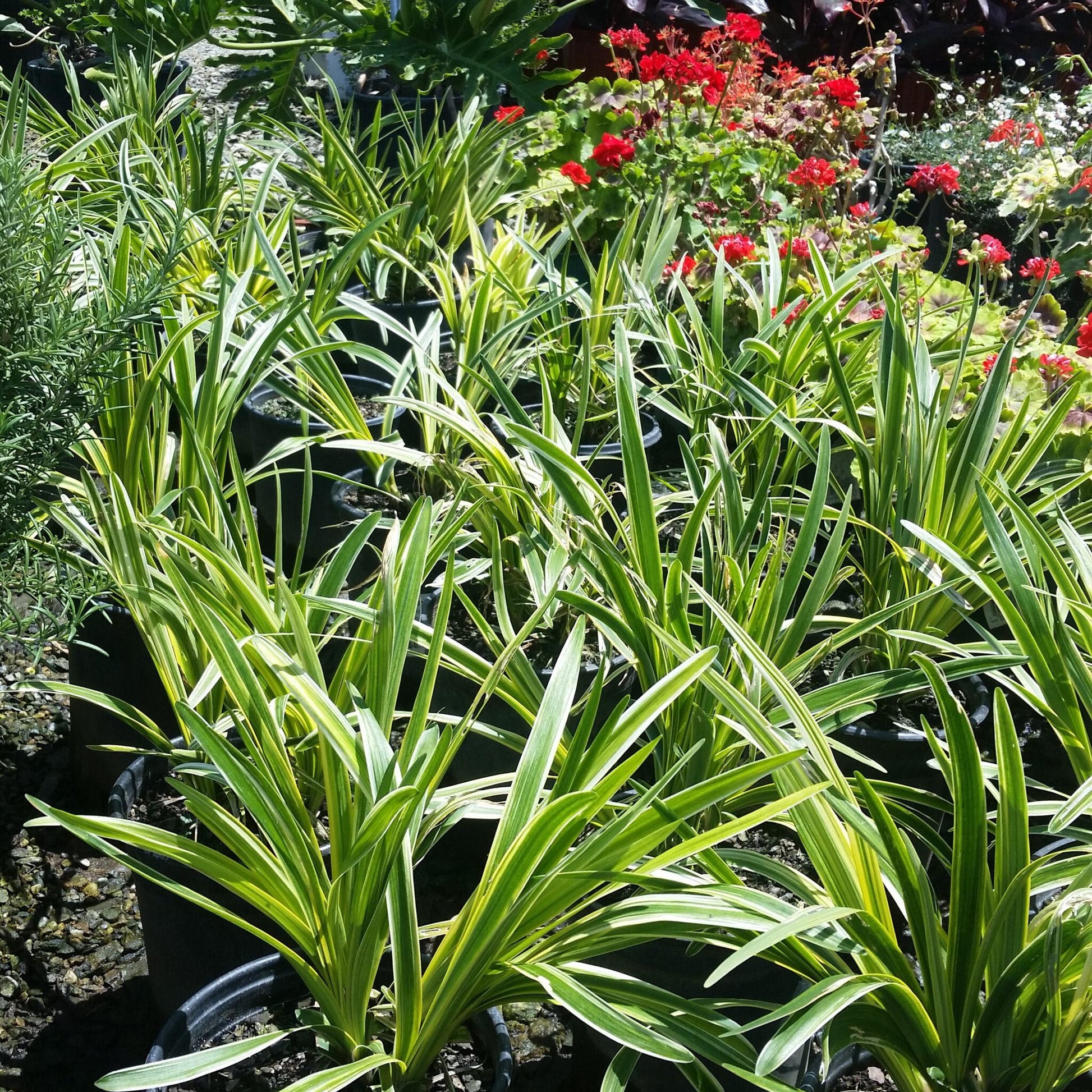Q211 Liriope Muscari Silvery Sunproof - View 19 from www redcrocus com