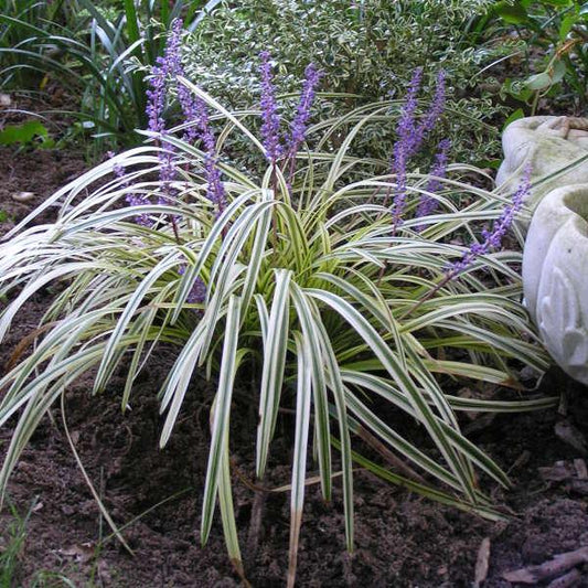 Q211 Liriope Muscari Silvery Sunproof - View 1 from www redcrocus com