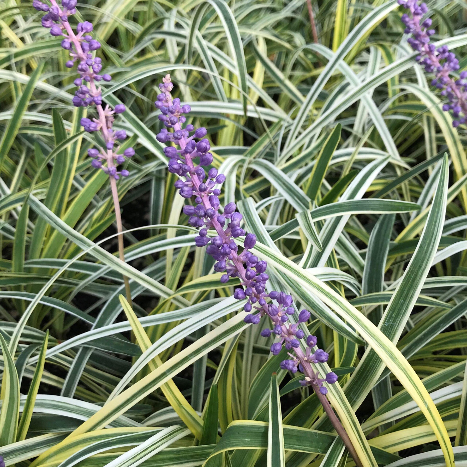 Q211 Liriope Muscari Silvery Sunproof - View 4 from www redcrocus com