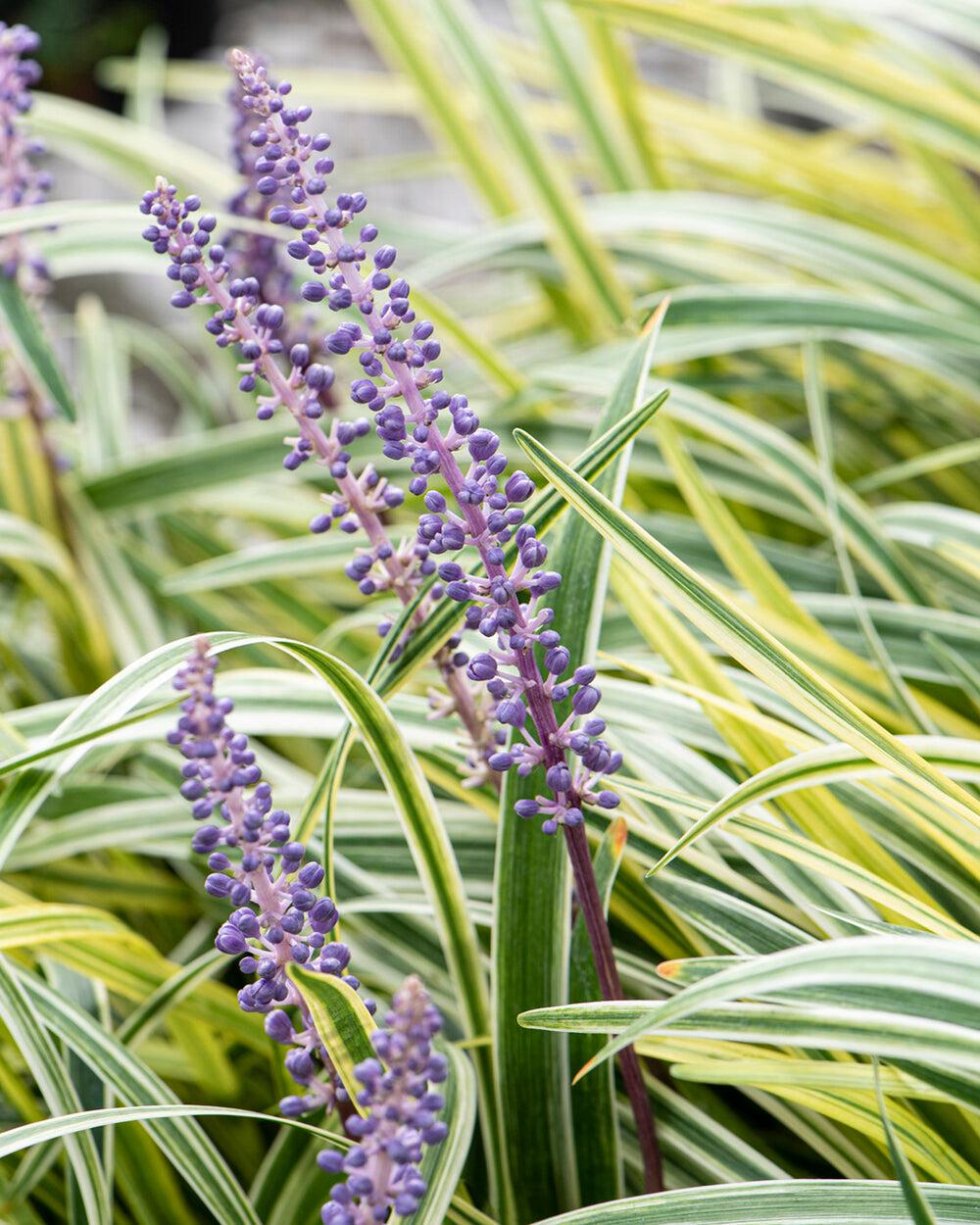 Q211 Liriope Muscari Silvery Sunproof - View 8 from www redcrocus com
