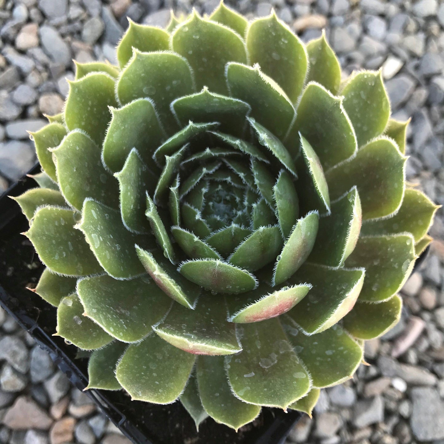 Q214 Sempervivum X 27kalinda 27 10 0699b38b D7ea 476d Bd20 1713f442af5d from www redcrocus com