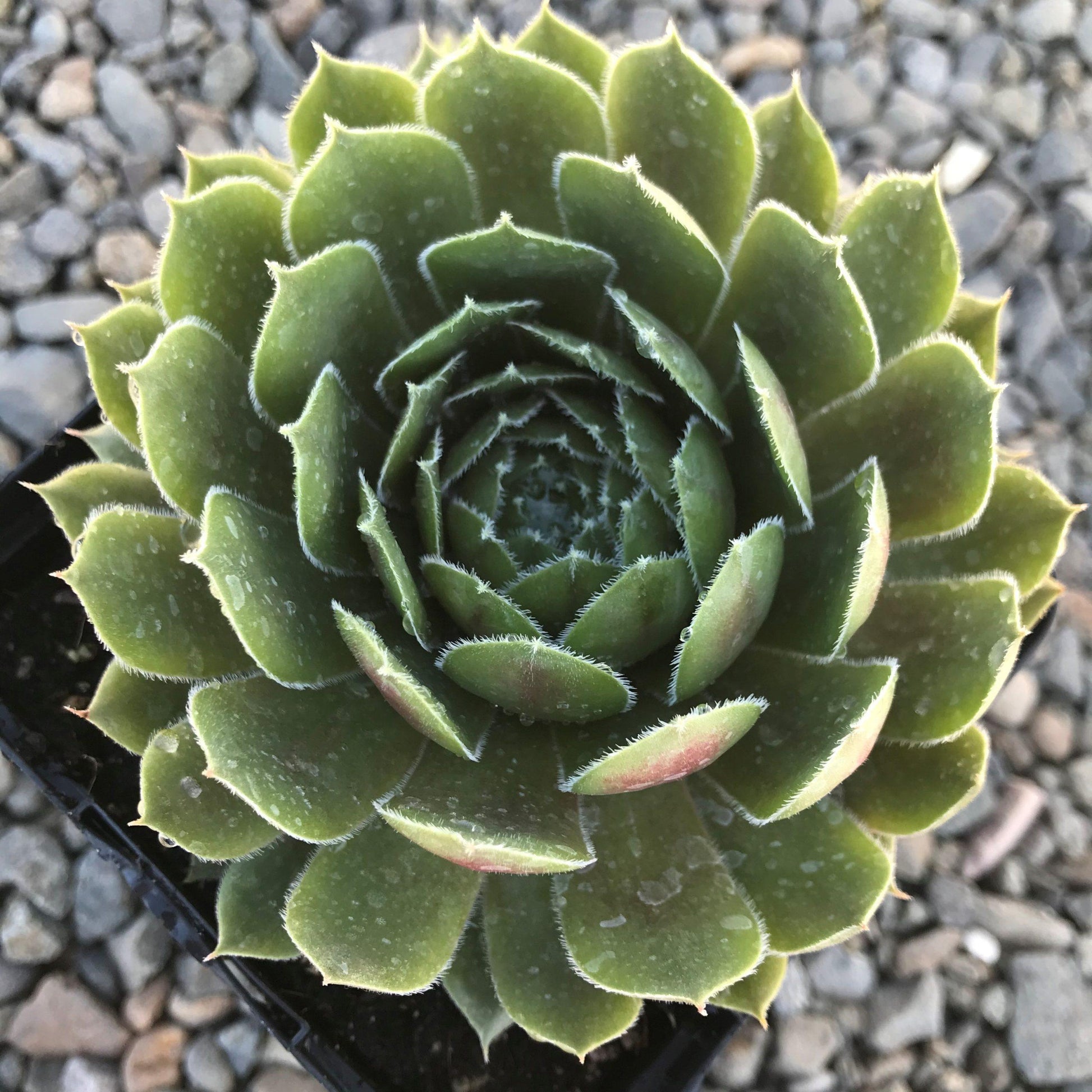 Q214 Sempervivum X 27kalinda 27 10 0699b38b D7ea 476d Bd20 1713f442af5d from www redcrocus com