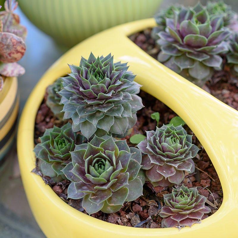 Q214 Sempervivum X 27kalinda 27 11 Af9637fd 2141 4da5 Bda3 C3a0f4398338 from www redcrocus com