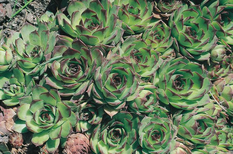 Q214 Sempervivum X 27kalinda 27 14 4d2531cb 64ba 417b Bd36 4170f0e6fa43 from www redcrocus com