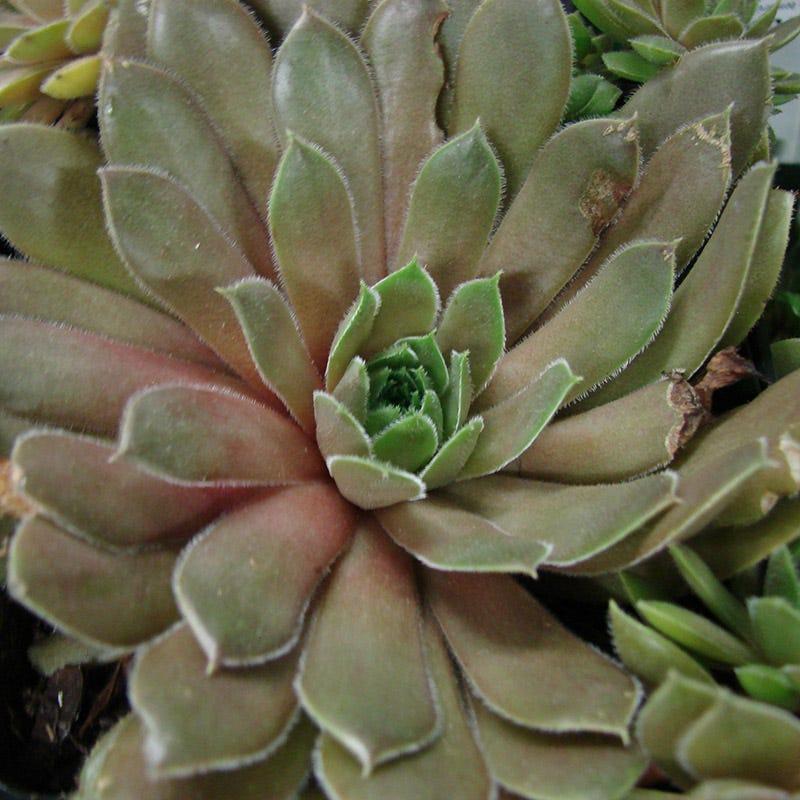 Q214 Sempervivum X 27kalinda 27 15 1025e560 8dfd 4f27 Ad3c D590f868e813 from www redcrocus com