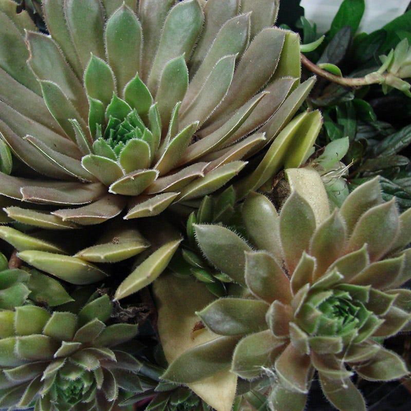 Q214 Sempervivum X 27kalinda 27 16 87f2960e E5f2 4423 Bc24 23d892b0f701 from www redcrocus com