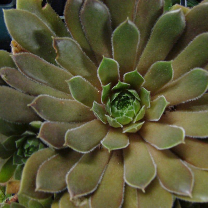 Q214 Sempervivum X 27kalinda 27 17 D38a6ba2 6bd2 4f2a 8c78 0550e10c5061 from www redcrocus com