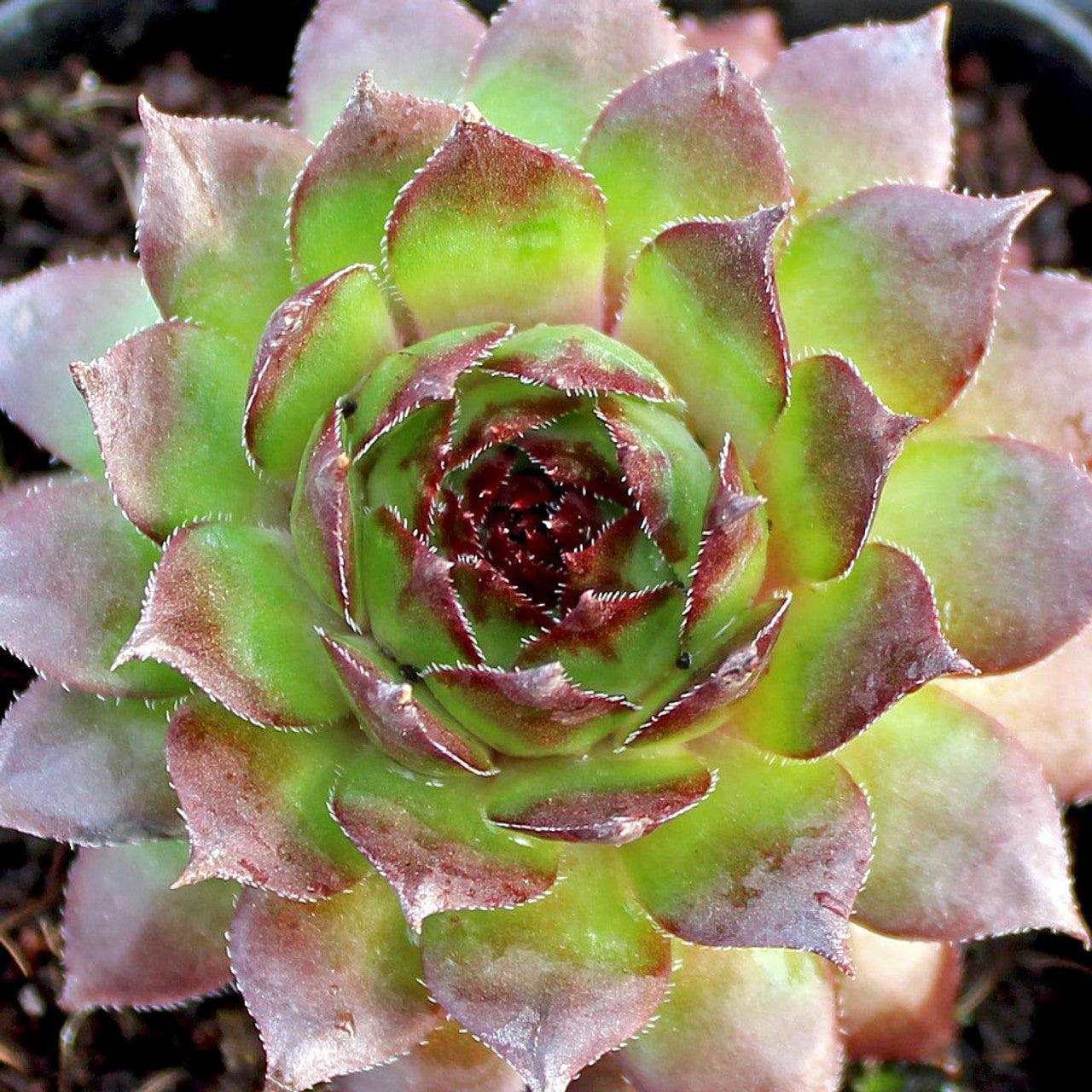 Q214 Sempervivum X 27kalinda 27 18 4af6f5e0 7fd0 4eee 9e47 3d27e63244d6 from www redcrocus com