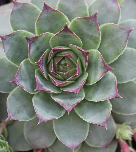 Q214 Sempervivum X 27kalinda 27 1 69e43315 D30b 4caf 99bb 4d6d68b195af from www redcrocus com