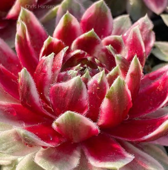 Q214 Sempervivum X 27kalinda 27 20 5307805b D845 4254 B00b Cbe1b692cf92 from www redcrocus com