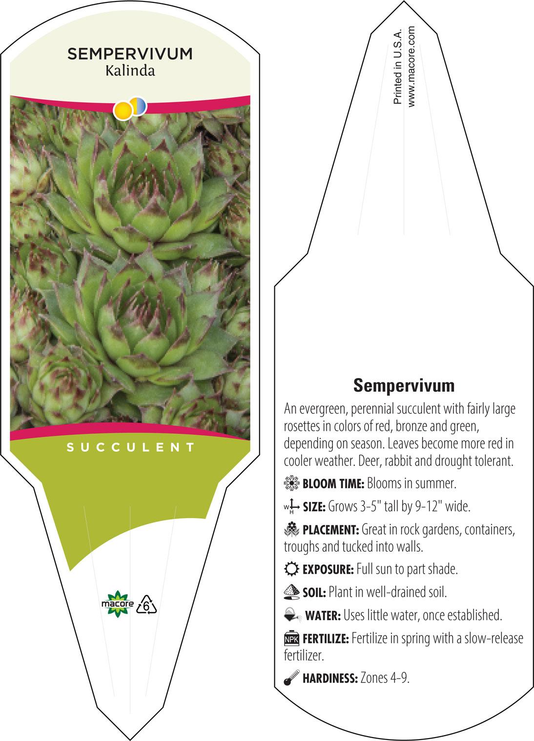 Q214 Sempervivum X 27kalinda 27 21 1428a2f0 93cb 4ef4 A657 E6aaf8ebe791 from www redcrocus com