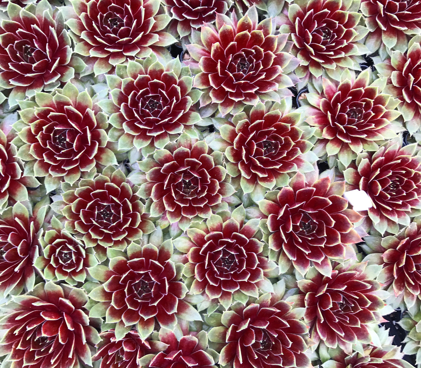 Q214 Sempervivum X 27kalinda 27 23 F05ad5a7 50e0 4e05 Ae8e 6959550a7ba4 from www redcrocus com