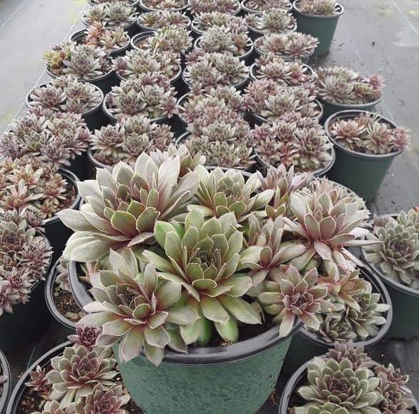 Q214 Sempervivum X 27kalinda 27 26 Abb5b286 Cd66 43c1 B34d 1bce93a2c0b6 from www redcrocus com