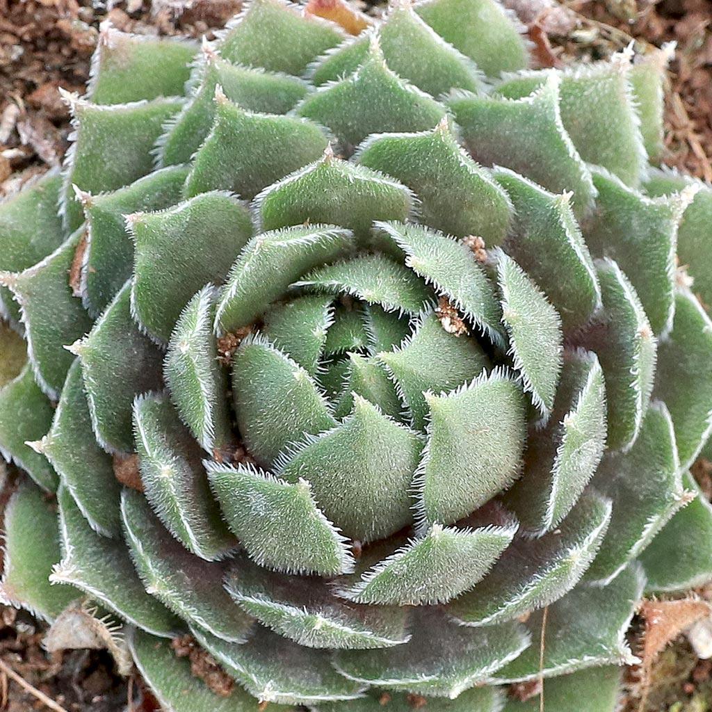 Q214 Sempervivum X 27kalinda 27 27 C2915124 23f1 4c6b 943f 7ef24559aa04 from www redcrocus com