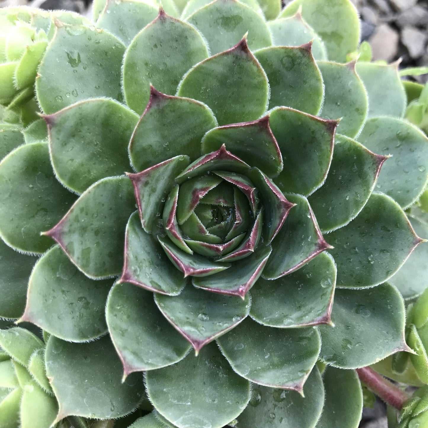 Q214 Sempervivum X 27kalinda 27 28 266dbd17 5159 406e 9371 27abdb3c413e from www redcrocus com