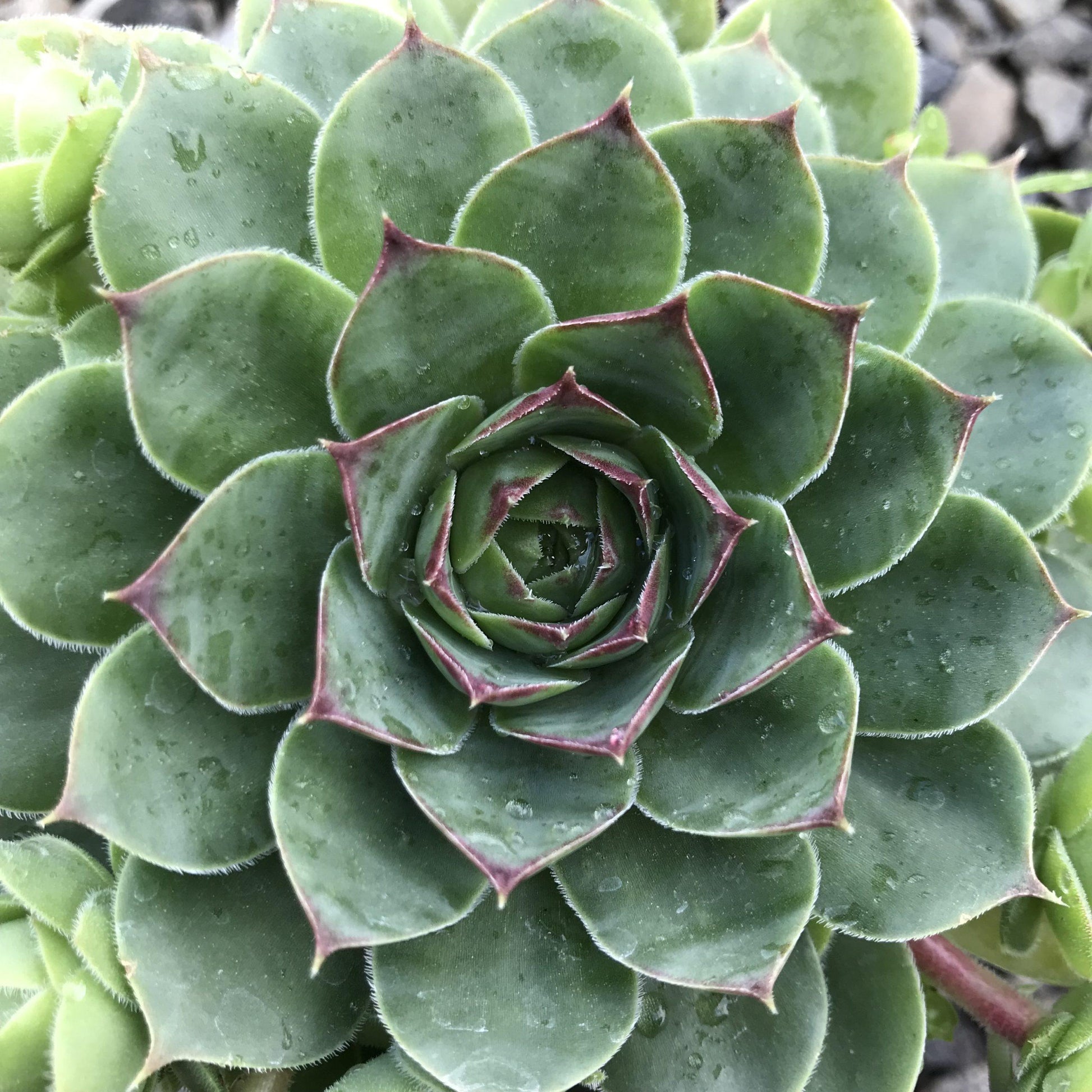 Q214 Sempervivum X 27kalinda 27 28 266dbd17 5159 406e 9371 27abdb3c413e from www redcrocus com
