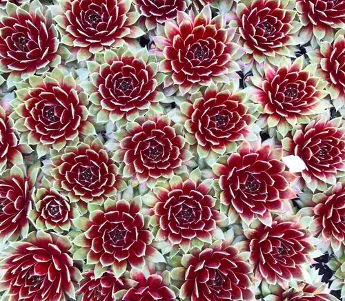 Q214 Sempervivum X 27kalinda 27 29 Fad98ddf 59b5 471d 8029 A77154a9108d from www redcrocus com