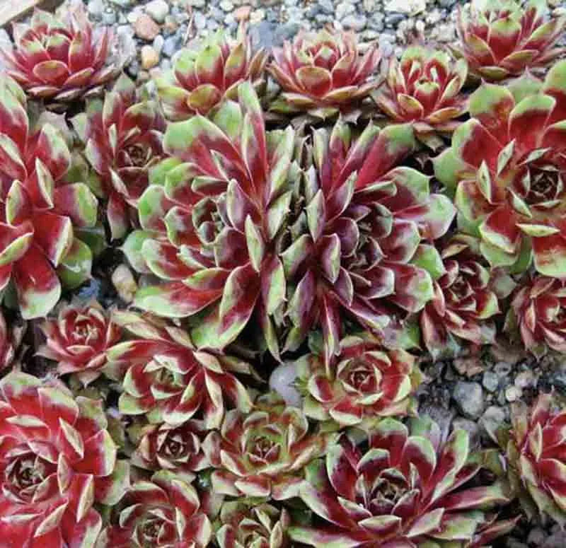 Q214 Sempervivum X 27kalinda 27 2 D98102bf 5fc2 4134 B55e De6ff477c792 from www redcrocus com