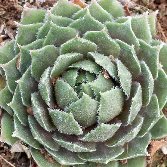 Q214 Sempervivum X 27kalinda 27 30 E2b9a0b6 E96f 4d8a 8a04 456615c7fa56 from www redcrocus com