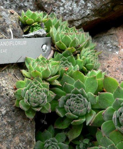 Q214 Sempervivum X 27kalinda 27 31 33be125d 4564 44be B25b 4a3ab1ff900e from www redcrocus com