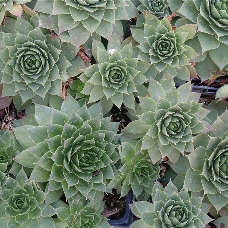 Q214 Sempervivum X 27kalinda 27 33 Ae1f20b8 3a37 4ea1 92bb 66226699a179 from www redcrocus com