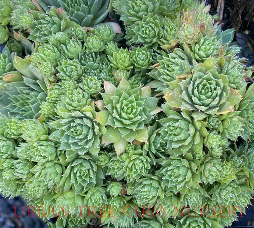 Q214 Sempervivum X 27kalinda 27 4 B8bf54bc 16e5 4066 Aa3a E0dcd0789141 from www redcrocus com
