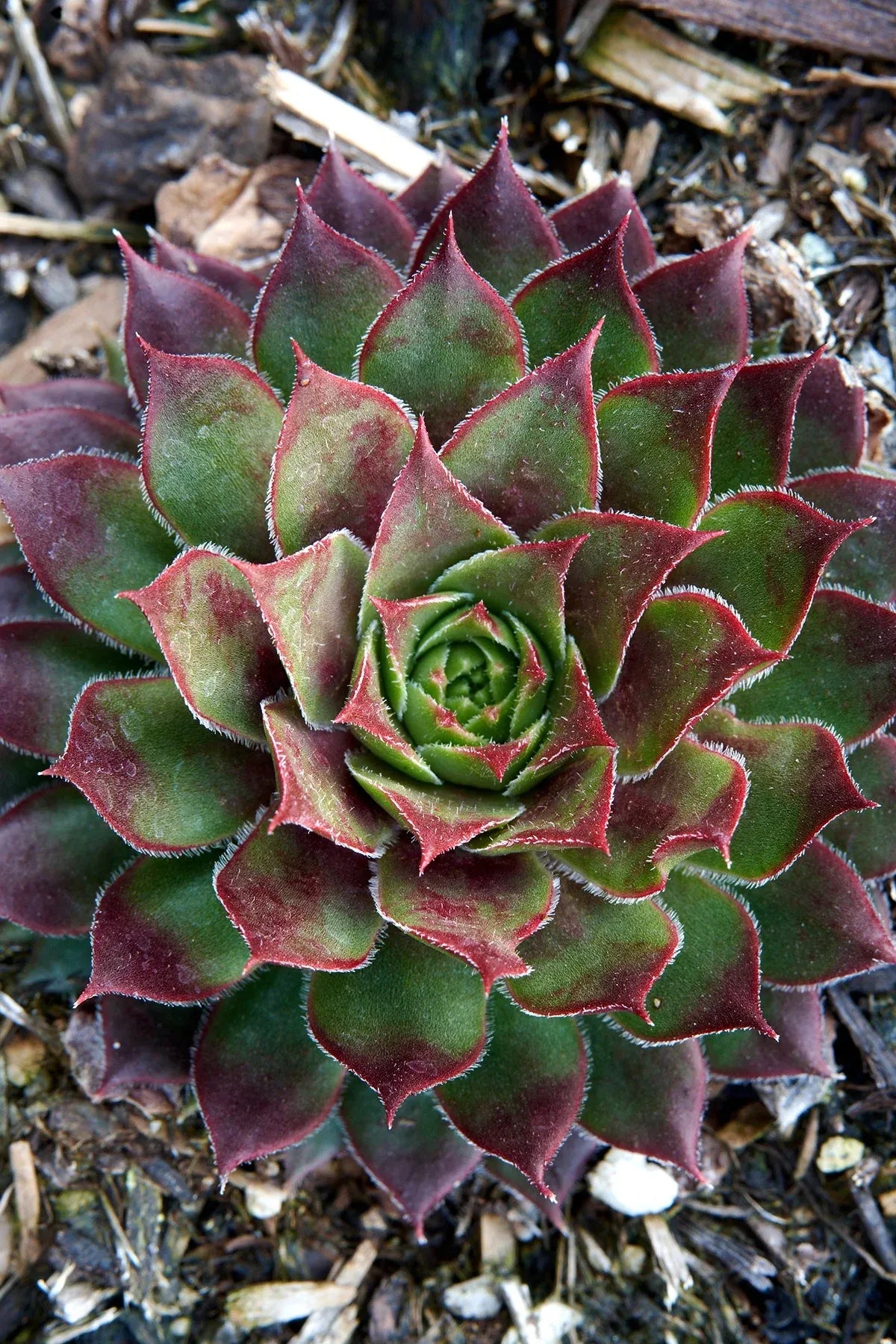 Q214 Sempervivum X 27kalinda 27 5 61c7f07f D180 40aa 9acd F08b25f69cee from www redcrocus com