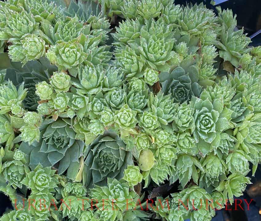 Q214 Sempervivum X 27kalinda 27 6 E3d442bd 7d01 4366 A642 6da5131a0b9b from www redcrocus com