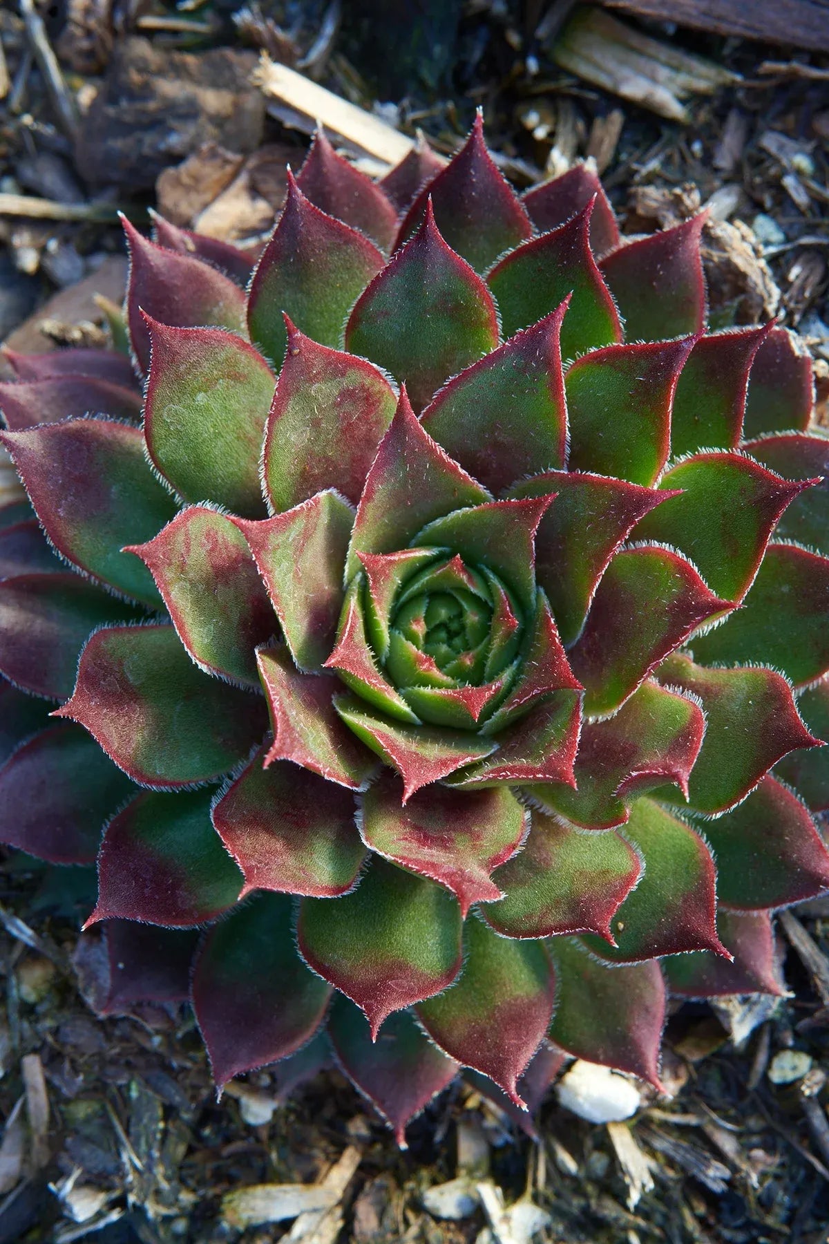 Q214 Sempervivum X 27kalinda 27 7 46d484f4 6531 451a A43a 93a34c5ebf1e from www redcrocus com