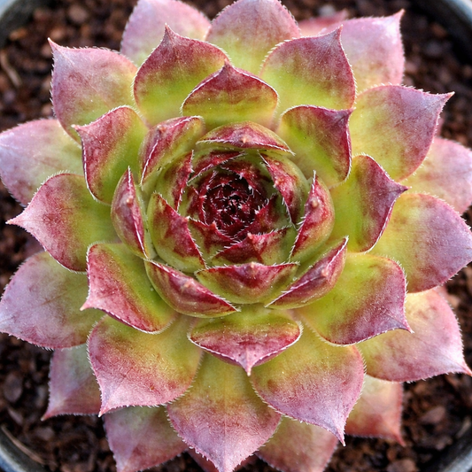 Q214 Sempervivum X 27kalinda 27 8 0bf60691 E699 4a74 B476 D3eae94eb974 from www redcrocus com