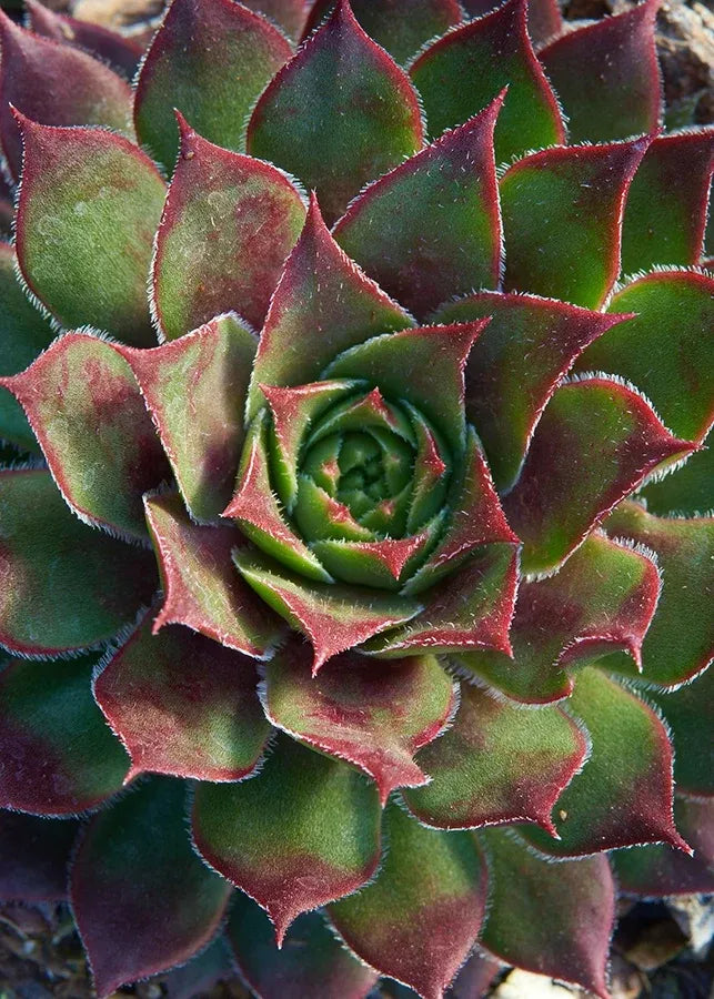 Q214 Sempervivum X 27kalinda 27 9 478d0f35 Db84 4e74 Aafe 4e69c268d6b4 from www redcrocus com