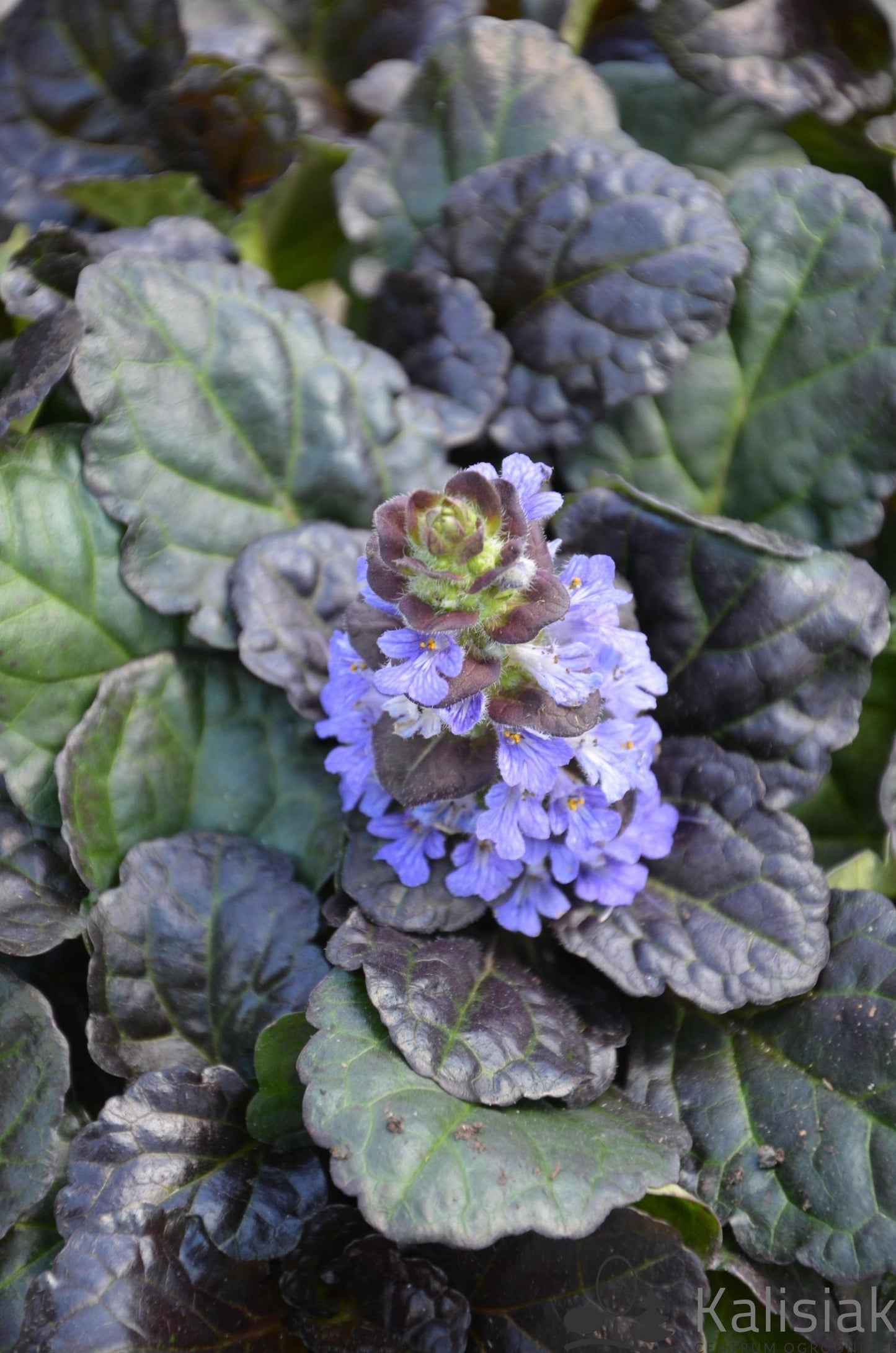 Ajuga Reptans Black Scallop - View 19 from www redcrocus com