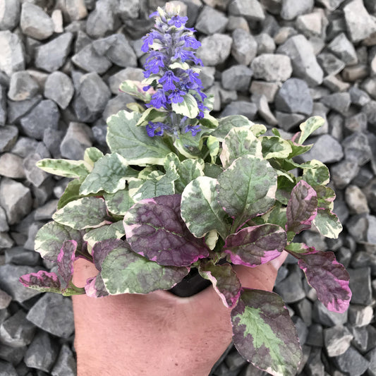 Ajuga Reptans Burgundy Glow - View 10 from www redcrocus com
